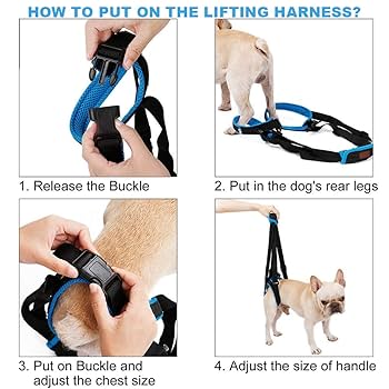 犬のリハビリテーション 楽天市場】☆セール50％OFF☆【楽天ランキング1位受賞】犬